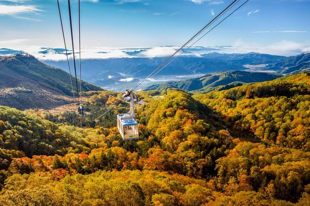 見頃を迎えそうな紅葉名所をピックアップ※写真は栂池自然園の紅葉