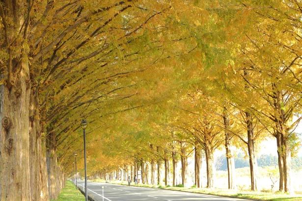 メタセコイアのトンネルはまるで異世界のよう／メタセコイア並木の紅葉 画像提供：(公社)びわ湖高島観光協会