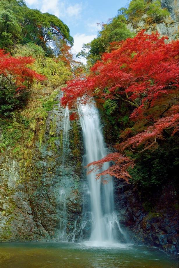 深紅の紅葉と迫力の滝のコントラストが美しい/箕面公園の紅葉 画像提供:箕面市観光協会