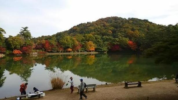修法ヶ原池の水面に映る風景も見事/再度公園の紅葉 画像提供:神戸市建設局公園部