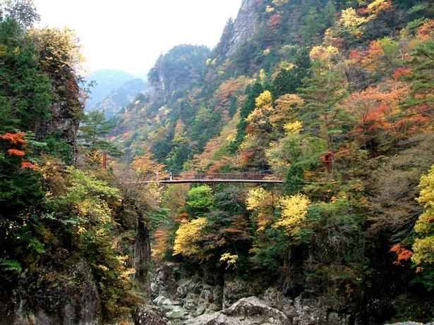 清流の流れを感じながら紅葉鑑賞ができる/みたらい渓谷の紅葉 画像提供:天川村役場