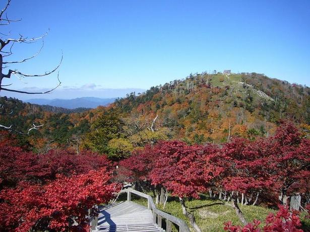広大な台地がいっきに色づく/大台ヶ原(東大台、西大台)の紅葉 画像提供:上北山村