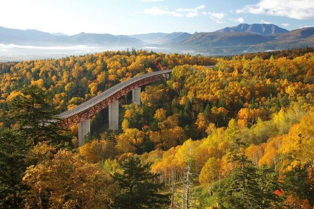 黄金色の森林を国道が走るさまは圧巻/三国峠～糠平湖の紅葉 画像提供：上士幌観光協会