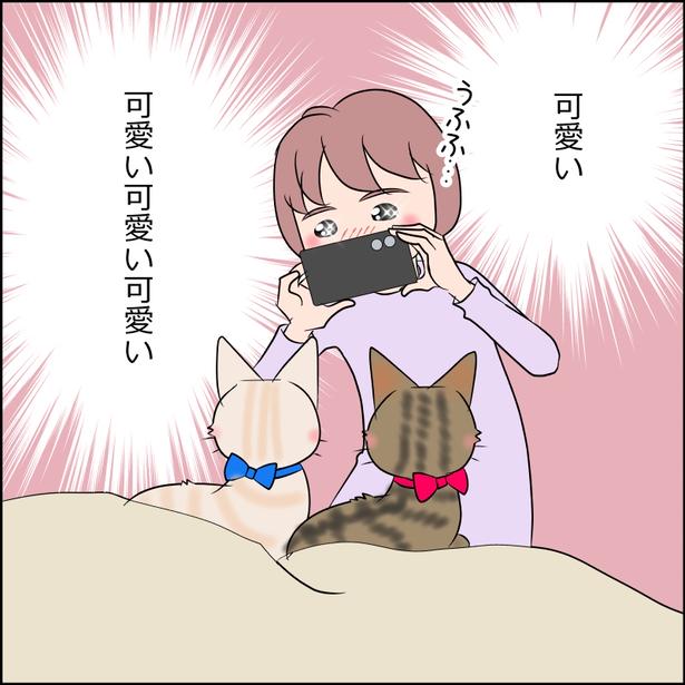 猫たちのかわいい姿をスマホで撮影する飼い主 画像提供:暁龍さん