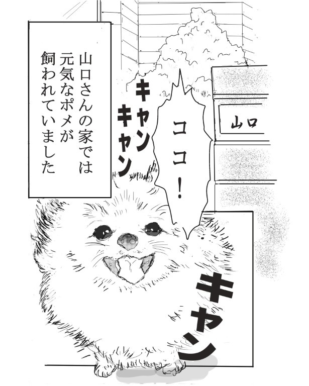 人なつこい元気なポメラニアンだった 送達ねこ(@jinjanosandou)