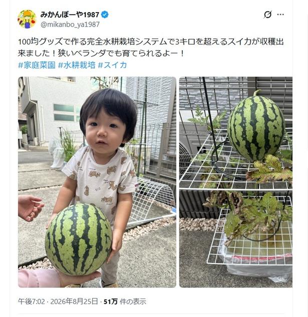 話題になった「自宅でスイカ栽培」のポスト▶スイカが育ったのは畑ではありません！（⇒次へ） みかんぼーや1987（@mikanbo_ya1987）さんのXより