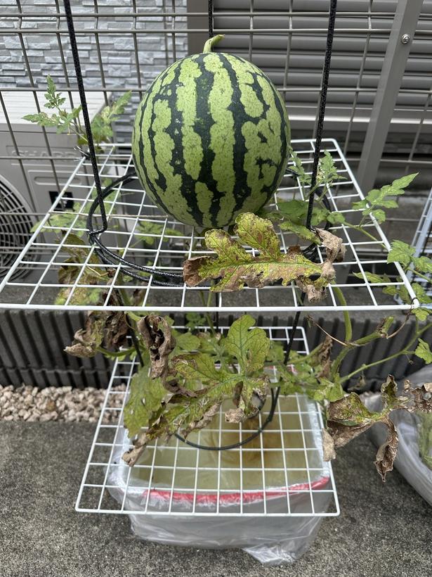 ワイヤーネットを使った水耕栽培！▶横に広がらず限られたスペースでもスイカが作れるんです（⇒次へ） みかんぼーや1987（@mikanbo_ya1987）さんのXより