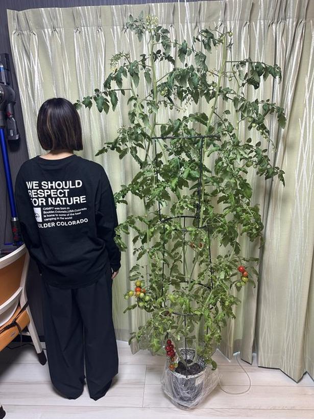 秋冬にかけて育てたミニトマトもこんなに巨大に!▶ミニトマトは385個収穫できたそうです(⇒次へ) みかんぼーや1987(@mikanbo_ya1987)さんのXより