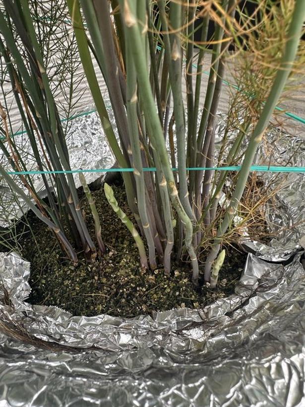 アスパラガスの水耕栽培に挑戦中▶葉の部分の存在感がすごい!(⇒次へ) みかんぼーや1987(@mikanbo_ya1987)さんのXより