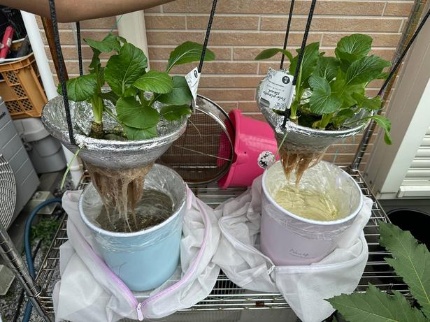水耕栽培の小松菜の収穫▶窓際で育つ植物たち(⇒次へ) みかんぼーや1987(@mikanbo_ya1987)さんのXより