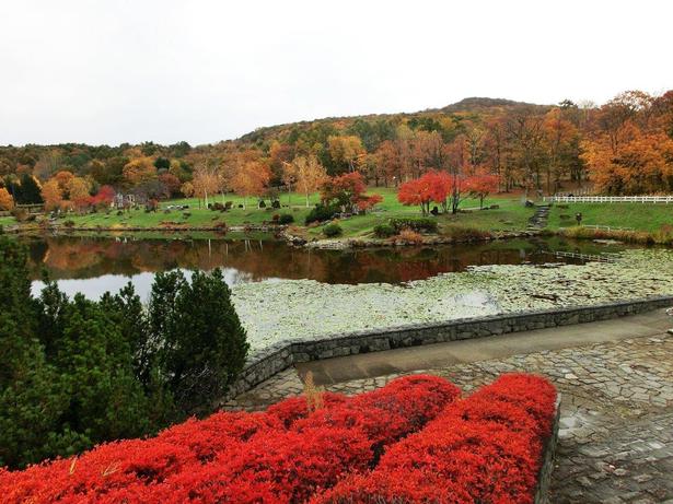 野生のエゾリスやウサギなども生息している/北海道子どもの国の紅葉 画像提供：北海道子どもの国管理事務所