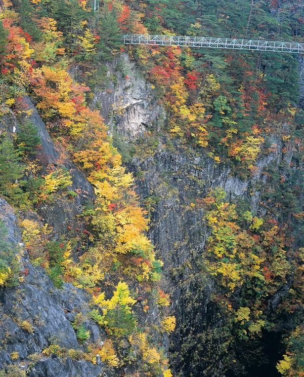 色とりどりの鮮やかな紅葉と「渡らっしゃい吊橋」/瀬戸合峡の紅葉 画像提供:日光市観光協会