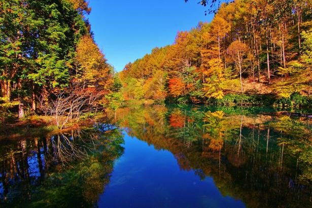 雲海とともに紅葉を楽しむことも/富士見台高原の紅葉 (C)ジェイ・マウンテンズ・セントラル