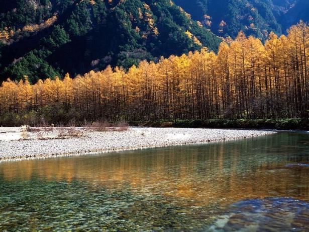 黄金色の木々が水面を鮮やかに彩る/上高地(大正池、河童橋周辺)の紅葉 画像提供:(一社)松本市アルプス山岳郷