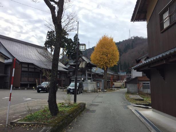 集落内にある林西寺の境内にある大イチョウ/白峰集落一帯の紅葉 画像提供:白峰観光協会