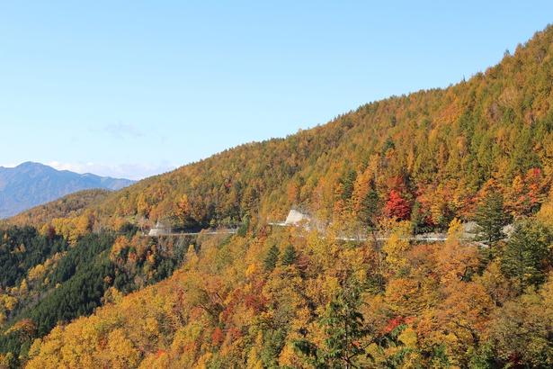 鮮やかに色づいた雄大な自然を楽しめる/御嶽パノラマラインの紅葉 画像提供:下呂市役所