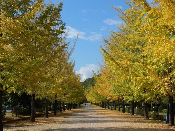 結いまちの道のイチョウ並木/埼玉トヨペット秩父グリーンミューズパークの紅葉 画像提供:埼玉トヨペット秩父グリーンミューズパーク管理事務所