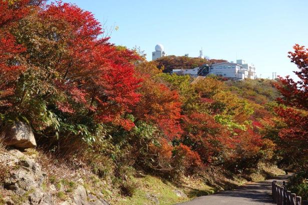 頂上にある見晴台や展望台から紅葉を眺めることができる/御在所岳(山上)の紅葉 画像提供:御在所ロープウエイ