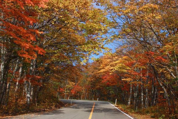 車の窓から極上の紅葉を眺められる/蔵王エコーラインの紅葉 画像提供:蔵王町農林観光課