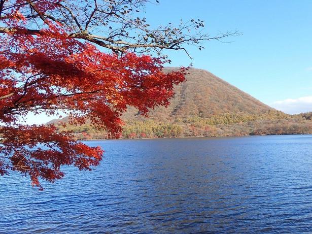 深い青色の榛名湖と赤いモミジの調和を楽しめる/榛名山・榛名湖の紅葉 画像提供:榛名観光協会