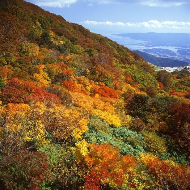 佐渡全島を一望できる/大佐渡スカイラインの紅葉 画像提供:佐渡観光交流機構