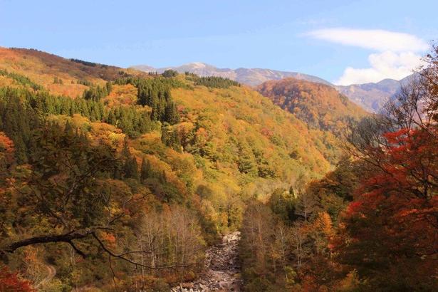 白山公園線沿線は比較的長い間、どこかしらが紅葉のピークを迎えている/白山市白峰県道白山公園線沿線の紅葉 画像提供:白峰観光協会