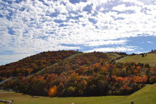 紅葉と青空のコントラストも見どころ/茶臼山高原の紅葉 画像提供:(一財)茶臼山高原協会