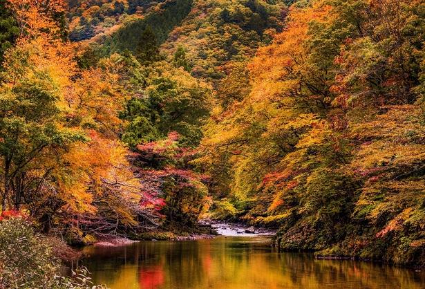 街道沿いの美しい紅葉が楽しめる/飛騨美濃せせらぎ街道の紅葉 画像提供:せせらぎ街道を愛する会