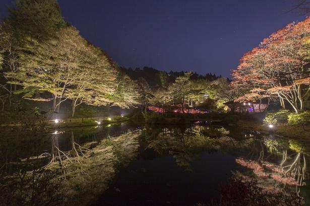 夜間は昼間と違った幻想的な風景が楽しめる/六甲高山植物園の紅葉 画像提供:六甲高山植物園