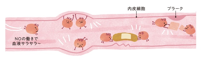 閉経後の女性の70％以上が血圧が高め!? 高血圧のリスクと改善に大切な「NO」と「カリウム」とは？（4）
