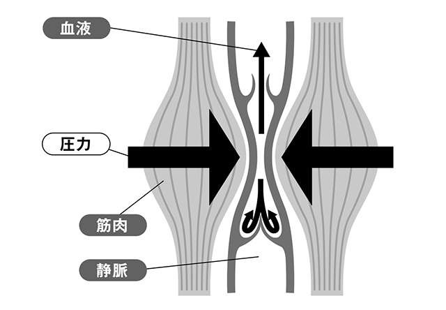 「下肢静脈瘤」はなぜ起こる？ 身体の仕組みを理解して「リスク」に備えよう（3）