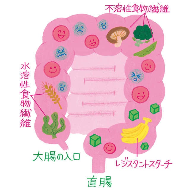 1日1～2本で免疫力アップ！ 「バナナ腸活」について解説（4）