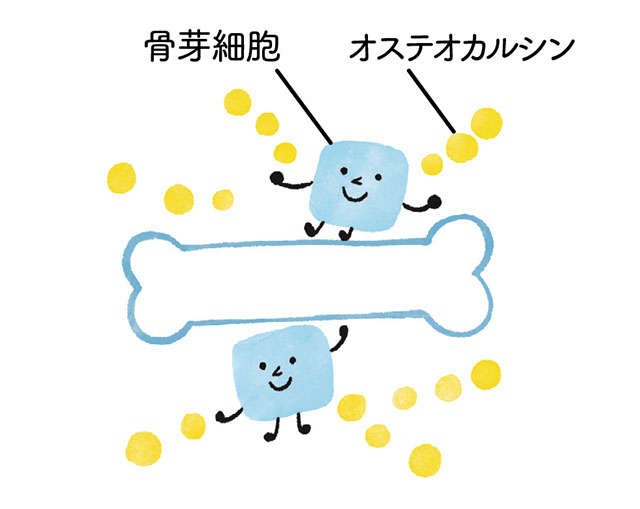脳の活性化や肌の老化を防ぐ役割も！ 意外と知らないすごい「骨」の力と鍛え方を医師が解説（2）