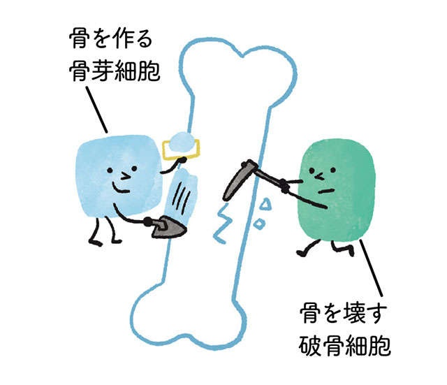 脳の活性化や肌の老化を防ぐ役割も！ 意外と知らないすごい「骨」の力と鍛え方を医師が解説（3）