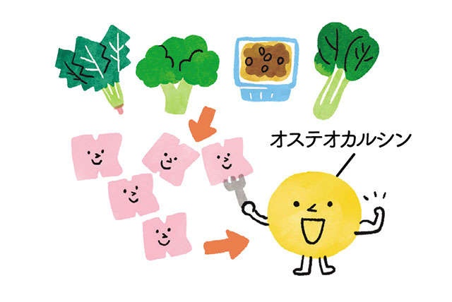 脳の活性化や肌の老化を防ぐ役割も！ 意外と知らないすごい「骨」の力と鍛え方を医師が解説（7）