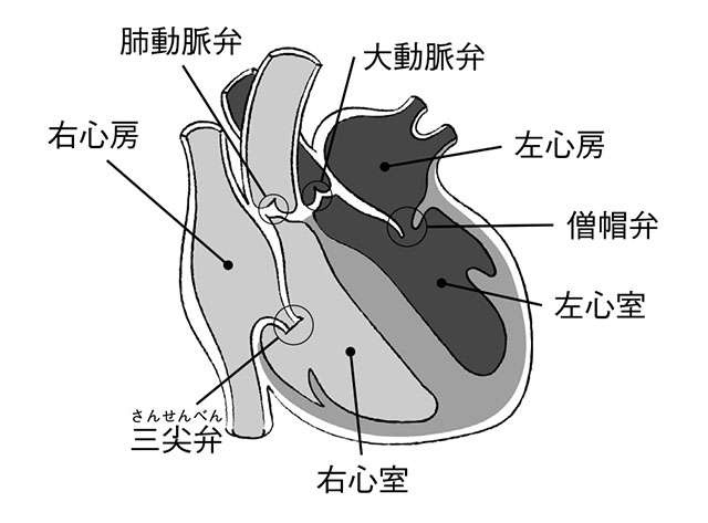 心不全の前段階「心肥大」は生活習慣で対策を！ 猪又教授に教わる「心臓にいいウォーキング」（2）