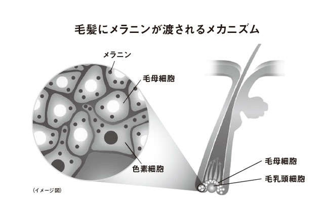 ストレスで「白髪」が増える!? 白髪の発生メカニズムを解説 ／大人髪のトリセツ（3）