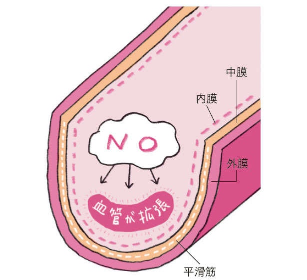 家光素行先生が指南！ 血管を若返らせて老化を最小限にする「セルフチェックとストレッチ」（3）