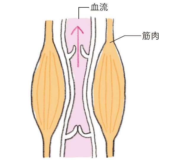 家光素行先生が指南！ 血管を若返らせて老化を最小限にする「セルフチェックとストレッチ」（5）