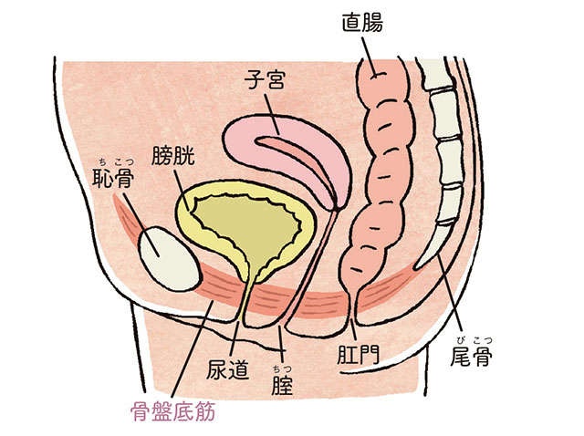 専門医・中村綾子先生に教わる！「大人世代の悩み、尿漏れを改善する1分タオル体操」（4）