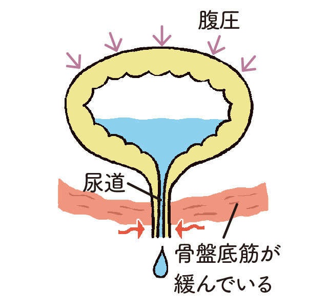 専門医・中村綾子先生に教わる！「大人世代の悩み、尿漏れを改善する1分タオル体操」（6）