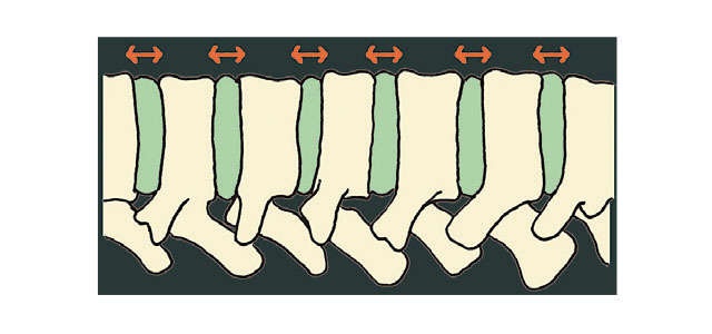 腰痛・しびれに。「正すべき4つのクセ」と「寝たまま体操」を徳島大学医学部の西良浩一教授が伝授（9）