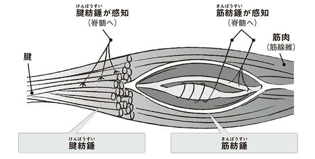 夏は水分・ミネラル不足で起こりやすい！ 医師の出沢先生に学ぶ「こむら返りの予防法」（3）