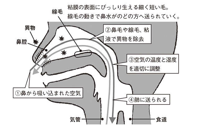 【耳鼻咽喉科の松根先生が指南】熱いものや辛いものを食べると鼻水が止まらないのはどうして？（4）