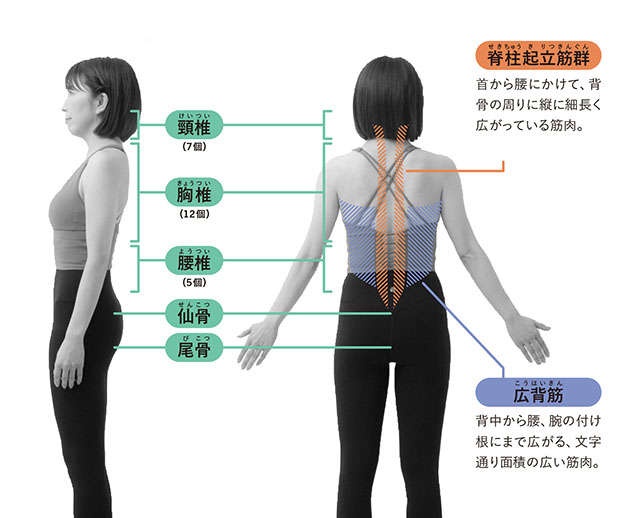 「やせスイッチ」は背中にあり！ 背骨を動かす「ストレッチ」で体を変えよう／美体感やせルーティン（3）
