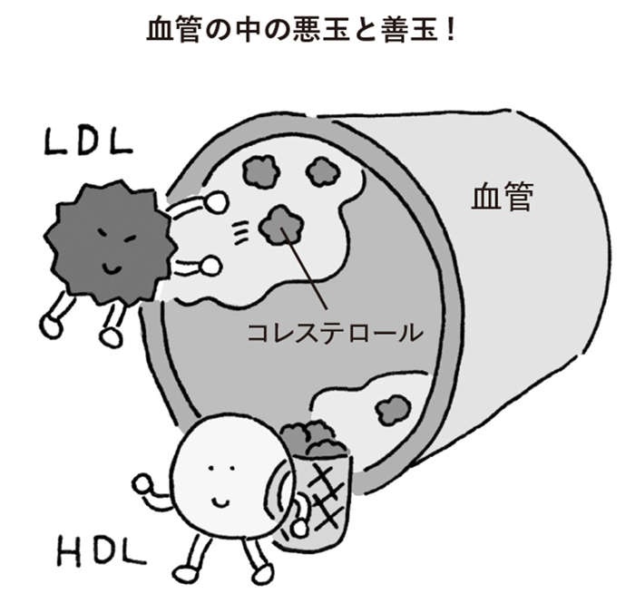 コレステロール値は、高めのほうが健康的!? 「敵視」すべきコレステロールの「正体」（3）