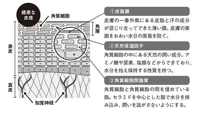冬に気になる「肌のかゆみ」。保湿剤の効果的な使い方など、予防法や原因を皮膚科医の戸倉新樹先生が解説（2）
