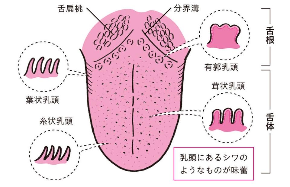 舌を見れば、カラダの不調がわかる！ 「正常な舌の特徴」5つ【チェックリストあり】（画像6/9枚目）