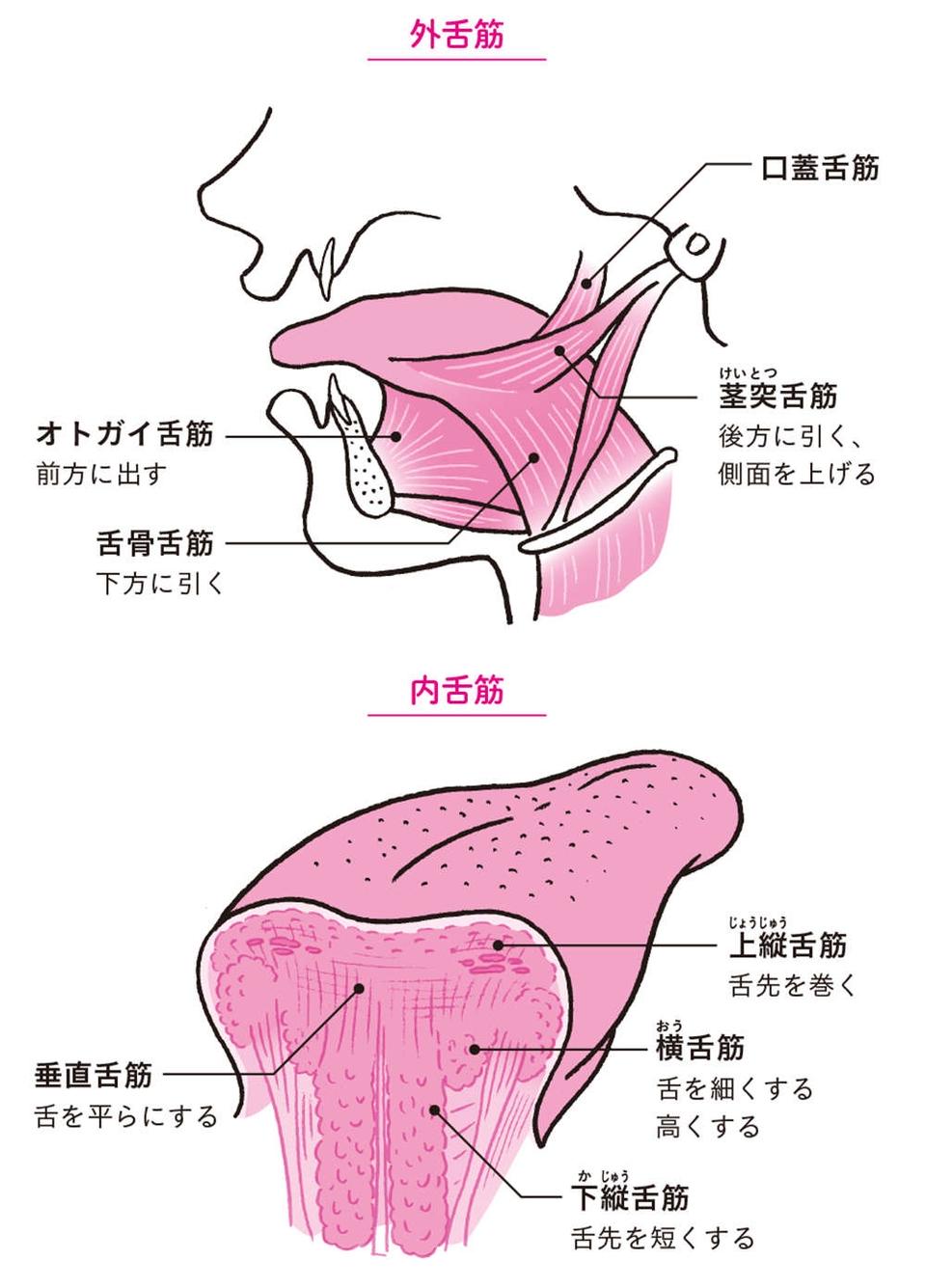 舌を見れば、カラダの不調がわかる！ 「正常な舌の特徴」5つ【チェックリストあり】（画像8/9枚目）