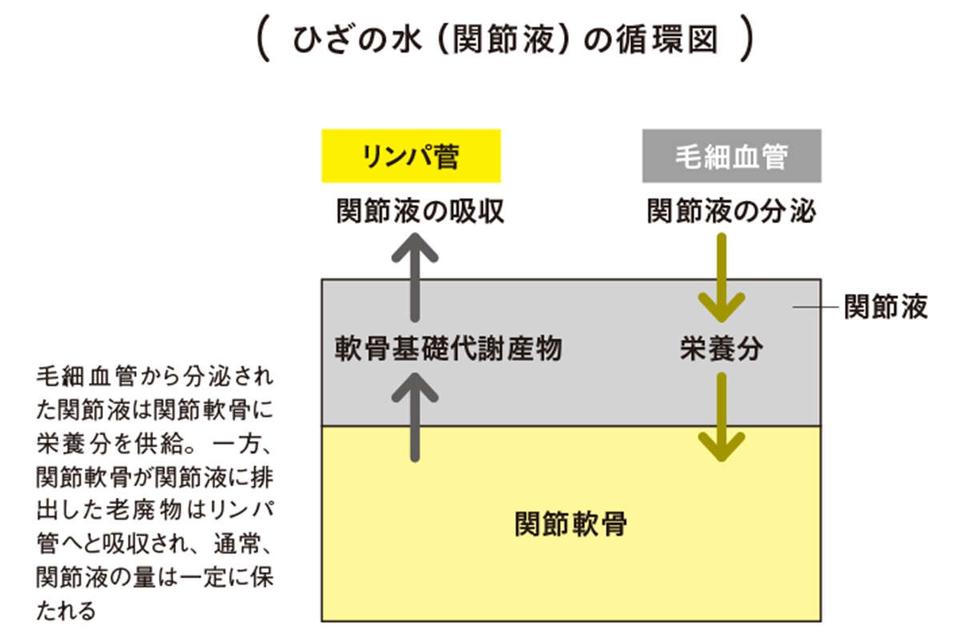 「ひざの水」の正体って何？ ひざに溜まった水を抜くとクセになると言われる「本当の理由」（3）